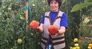 Леля Руми от Сандански ползва много проста рецепта за доматите за да вади по цяла кофа от корен